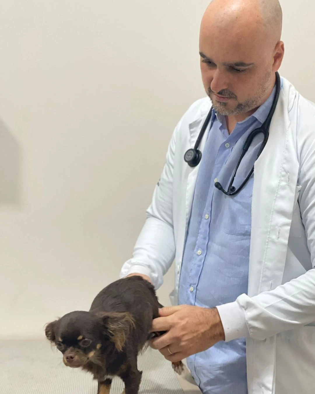 Clínica veterinária mais próxima de mim